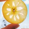 Manzanas Feas Auténticas de Zhaotong, Yunnan, con Corazón de Azúcar, Recién Recolectadas en Temporada, Crujientes y Dulces, Manzana Fresca Red Fuji, Caja Completa con Envío Gratis