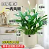 Maceta Grande de Planta de Palma Blanca de una Pieza para Dropshipping, un Símbolo de Buena Fortuna, Planta en Maceta con Flores, Planta Hidropónica, Planta con Flores, Planta Verde para Interior de Oficina