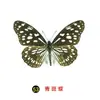 Especímenes Tridimensionales de Mariposas e Insectos Reales para la Educación Científica Infantil en Jardines de Infancia, con Alas Extendidas, Diseño de Estilo Fotográfico 1