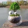 Árbol de simulación de micro-paisaje creativo de escritorio pequeños adornos de joyería micro-Vista pino suculenta planta en maceta decoración venta al por mayor de bajo costo
