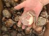 Bulbos de Jacinto Hidropónicos en Maceta Pétalo Único Pétalo Doble Planta Verde Bulbos de Narciso Cultivo en Tierra Bulbos Hidropónicos Florecen el Mismo Año