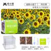 Crecimiento de Plantas, Germinación, Sistema Radicular y Caja de Observación de Venas, Juguetes para Experimentos Científicos para Estudiantes, Set de Plantas Pequeñas en Maceta para Niños