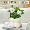 Vaso Nuvem de Planta Verde para Escritório e Sala de Estar, Decoração de Mesa, Vaso Nuvem Criativo Moderno para Plantas e Flores