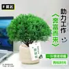 Escarcha, Pino Verde y Plantas Verdes, Relájate, Estación de Trabajo de Escritorio de Oficina Plantas Verdes, Descompresión Interior, Plantas en Maceta de Pino Niebla Perezosa