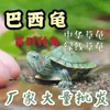 Tartaruga-de-grama de Taiwan tartaruga-flor filhote tartaruga-de-grama Linha Verde tartaruga-pérola tartaruga-flor macho animal de estimação tartaruga pequena colorida tartaruga-pedra viva atacado