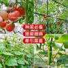 Alambres para Atar Jardinería Transfronteriza, Alambres para Atar Plantas Trepadoras de Jardín, Alambres para Atar Flores y Árboles, Alambres de Atar de Alambre de Hierro, Cuerdas para Plantas Trepadoras, Alambres para Atar, Alambres de Fijación