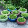 Rociar Agua para Activar Musgo de Escritorio Interior en Maceta Pequeña Musgo Micro-Paisaje Botella Ecológica Planta Mini Micro-Bonsái Fábrica de Plantas Verdes