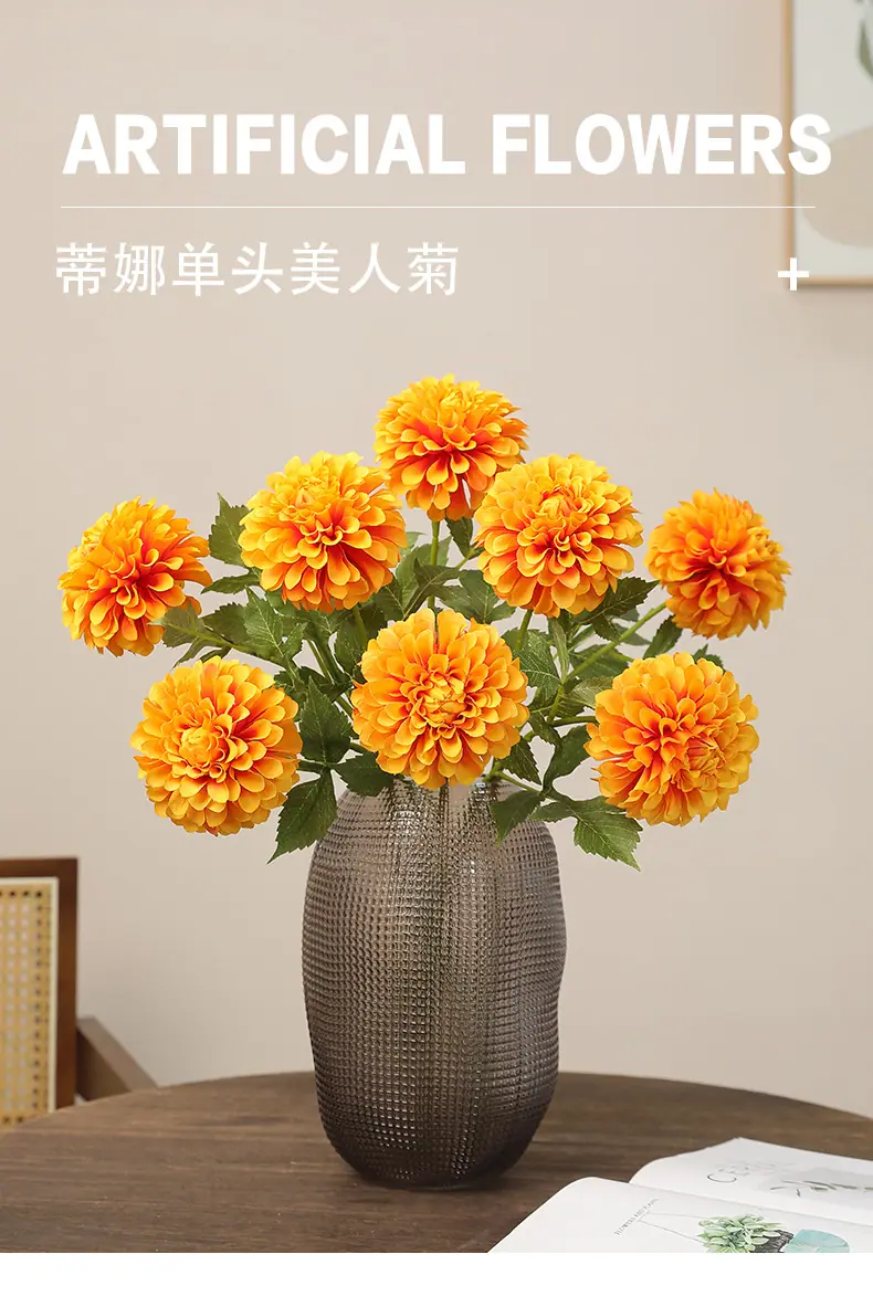 蒂娜单头美人菊_01.jpg