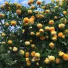 Plántulas de Flor Rosa Vino, Florales Extra Grandes y Plantas Verdes, Rosas en Maceta de Interior, Flores de Rosa, Enredaderas Trepadoras, Floreciendo en Todas las Estaciones