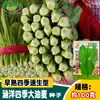 Semillas de Colza Impecables Hanyang Cuatro Estaciones Frescas y Tiernas Huerta de Campo Verdura de Huerta Larvas de Verdura Colza Fragante Maceta de Balcón