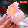 Conchas Brancas Naturais, Pequena Concha, Estrela do Mar, Suprimentos de Decoração para Paisagismo de Aquário 4- 10cm Conchas para Caranguejos Eremitas Atacado
