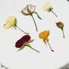 Botão de Rosa Prensado Lateral com Galhos Relevo Cola Pingada Capa de Celular Adesivo Pintura Artesanal Infantil Decoração de Cartão de Cumprimentos Flores Secas