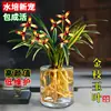 Plántulas de Orquídea Phalaenopsis Hidropónicas con Tallos Dorados y Hojas Verdes, Plantas de Interior para Oficina Fáciles de Cuidar en Maceta, Plantas y Flores Verdes, Adecuadas para Todas las Estaciones