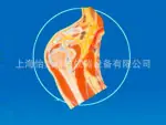 肩关节剖面模型