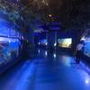 [Pecera del Museo Marino] para emprender el proyecto del acuario del Museo Marino