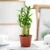Bambú Rico, Bambú Wenchang, Bambú Loto, Bambú Guanyin, Cultivo en Tierra, Plantas Verdes Hidropónicas, Florales, Plantas Pequeñas en Maceta para Escritorio de Oficina Interior