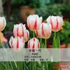 Bulbos de Tulipa para Venda no Atacado, Variedade de Pétala Simples, 1 Bulbo por Pacote, Bulbos de 5 Graus, Plantas de Flores de Interior em Vasos, Floresce o Ano Todo, Fácil de Cuidar