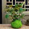 Árbol en maceta con múltiples frutos, adecuado para escritorio de oficina, planta verde estilo Zen, bonsái y una planta que da frutos y tiene follaje atractivo durante todo el año