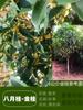 Un retoño de osmanthus, grandes flores de osmanthus de cuatro estaciones, elixir dorado del alto poste nativo del patio de agosto, pabellón Tianxiang Shen