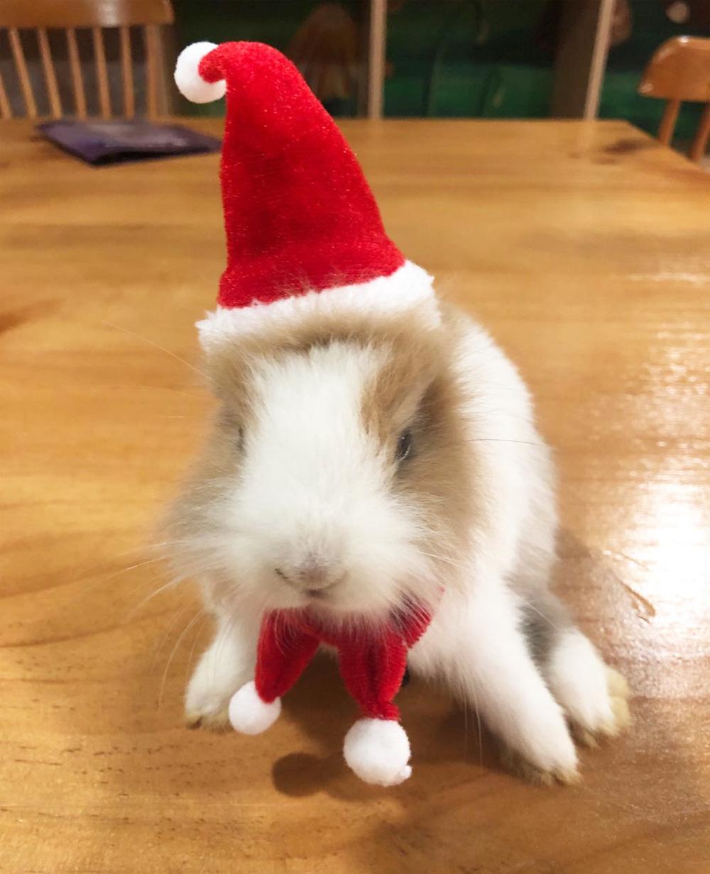 rabbtit Xmas 3