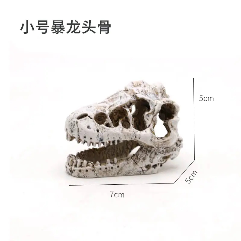 迷你暴龙头骨