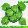 Enredadera Parthenocissus Uva Hoja de Vid Verde Pegada con Goma Decoración de Vid Falsa para Enrollar Tubería Enredadera Verde Plantas Verdes Plantas de Hojas Verdes