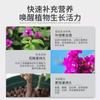 Solución Nutritiva de Buganvilia Triángulo para el Hogar Un Spray Flor Grande Hermosa Floración en las Cuatro Estaciones Promoviendo la Floración Fertilizante Especial para Hoja Amarilla Buganvilia Triángulo