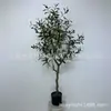 Árvore de oliveira artificial planta verde bonsai sala de estar interna decoração de chão decoração janela restaurante correspondência planta verde macia árvore