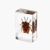 Resina de Venta Caliente Transfronteriza Muestras de Insectos Reales Araña Escorpión Saltamontes Regalo de Recompensa para Estudiantes de Primaria Regalo Artesanal