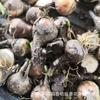 Bulbos de Amarílis, Bulbos de Lírio-Aranha Resistentes ao Frio, Bulbos de Flores em Vaso Manzhu Sha Multicolorido Atacado