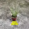 Bonsai Miniatura de Acorus com Pedra, Plantas Hidropônicas, Planta do Dinheiro, Bigode de Tigre, Rosa do Luar, Fênix Dourada, Rosa Selvagem da Montanha, Rosa Micro Lua, e Outras