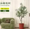 Planta de olivo en maceta para sala de estar interior, esquejes reales, planta grande en maceta, fácil de cuidar, adecuada para inauguración de casa y mudanza