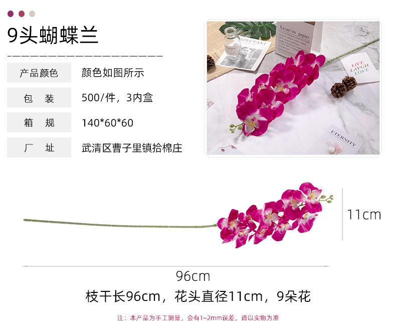 9头蝴蝶兰_02.jpg