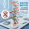 Kit de Montagem de Componentes do Modelo da Estrutura da Dupla Hélice de DNA para Alunos do Ensino Fundamental e Médio Explorarem Variação Genética Cgat Equipamento Experimental