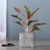 Maceta de Cemento Weilu Maceta Nórdica Imitación Piedra Natural con Bandeja Maceta de Cemento Creativa para Plantas Suculentas Lote