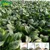 Semillas de Espinaca Pioneer Verde Oscuro Huerto Familiar Híbrido Maduración Media-Temprana Hojas Verde Oscuro Gruesas Semillas de Espinaca para Verdura