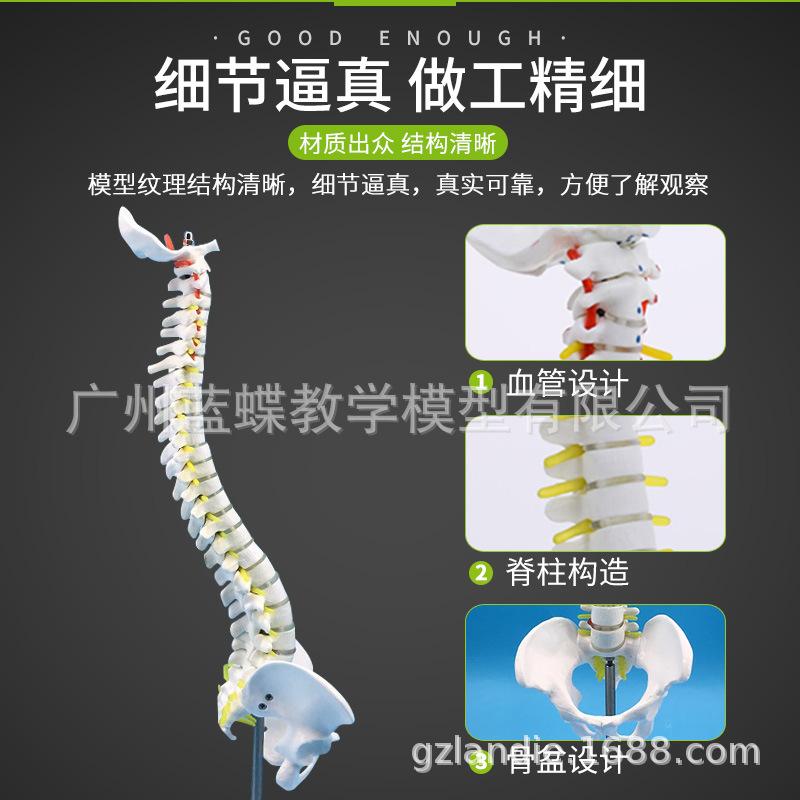 45cm立式脊柱或骨盆-主图3