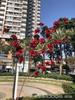 Nuevos fabricantes de flores de simulación de boda, otoño invierno, jazmín rojo, flor de cerezo, fondo de boda, camino de plomo, flores falsas al por mayor