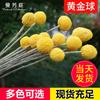 Ramo de Flores Secas Yunnan Bola Dorada Estilo Nórdico ins Adornos de Flores Eternas Flor Decorativa para Sala de Estar Accesorios para Sesión de Fotos Venta al por Mayor