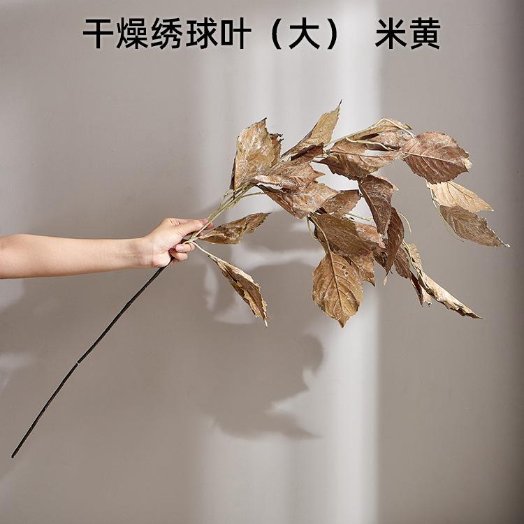 干燥绣球叶（大） 米黄