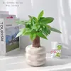 Árvore da Fortuna Planta Verde de Interior para Iniciantes, Linda para Mesa, Fácil de Cuidar, Sempre Verde o Ano Todo, Estilo Nórdico, Planta em Vaso Preguiçosa Descompressora Presente