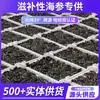 [Pepino-do-mar Padrão Nacional] Pepino-do-mar Levemente Seco de Dalian Grau 3 Produtos Secos Atacado Nutritivo Fornecimento Especial de Liaocheng