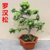 Bonsái Grande con Troncos Viejos, Forma de Lengua de Pájaro con Hojas Pequeñas, Pino Acogedor Fácil de Cuidar, Planta Verde en Maceta de Mesa para Interiores