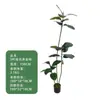 Estilo de Lujo Ligero Planta Verde Simulada Árbol de Caucho Diamante Negro Plantas Falsas Decorativas de Pie para Sala de Estar Balcón Paisajismo
