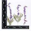 Flores Secas em Relevo, Espécimes Botânicos em Relevo para Ensino, Marcadores de Página Artesanais DIY, Colar Flores Secas, Capas de Celular, Aromaterapia com Cola