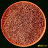 Natural Black Red Rainforest Areia Primary Stream Areia Crystal Areia Gold Areia Rocha vulcânica Granular Fish Tank Paisagem Base Areia