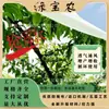 Tela Impermeable para Árboles Frutales, Anti-Agrietamiento, Anti-Insectos, Anti-Pájaros, Cubierta Impermeable Engrosada para Cerezo, Nispero y Ciruelo, Tela No Tejida Impermeable Agrícola