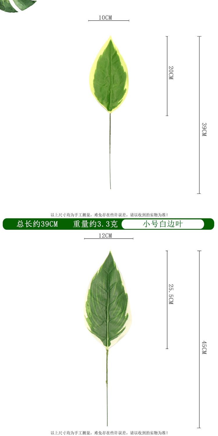 白玉虎兰叶单支_03.jpg