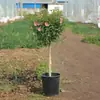 Plantas Pequeñas de Hibisco en Maceta con Forma de Paleta, Flores de Jardín que Florecen Todo el Año, Plántulas de Flores de Interior, Fáciles de Cultivar y Mantener en el Balcón