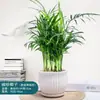 Planta de coco de bolso, verdura em vaso, flores hidropônicas, planta de mesa, bonsai de interior, planta perene, muda de coco oxigenante